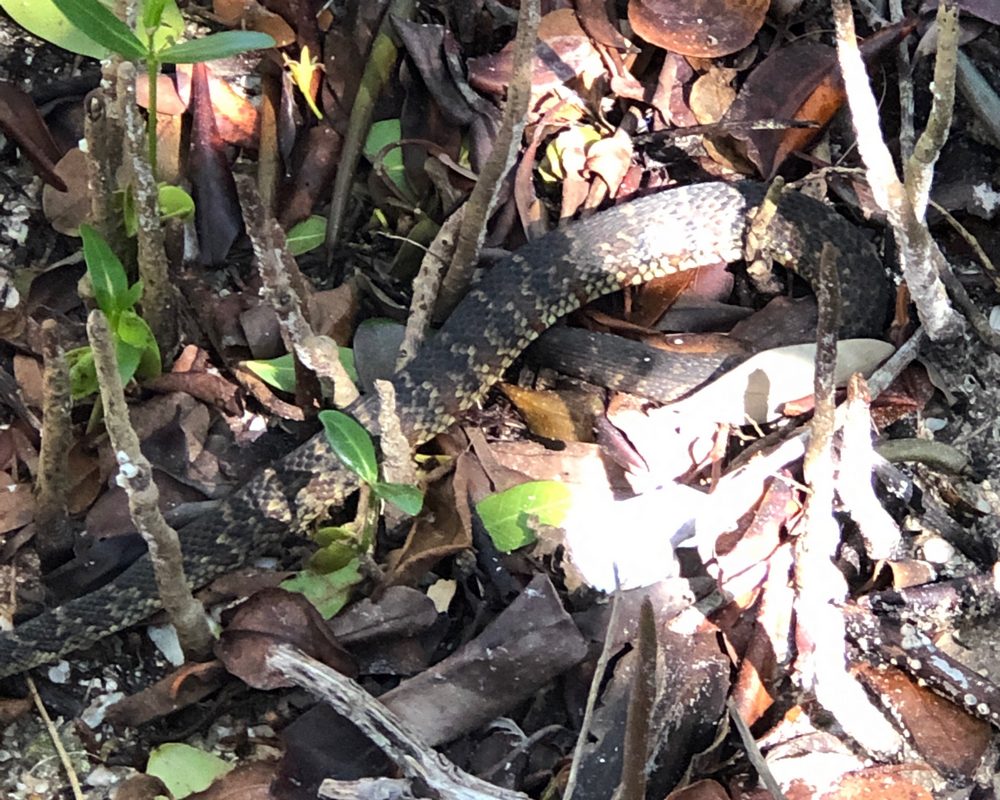 Island walking and food